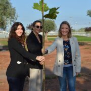 Vila-real incorpora zones d’ombra natural a la Ciutat Esportiva Municipal