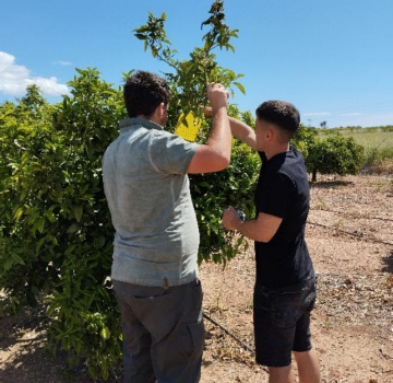 Vila-real confirma el baix impacte de plaga de Scirtothrips aurantii als cultius locals