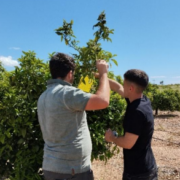 Vila-real confirma el baix impacte de plaga de Scirtothrips aurantii als cultius locals